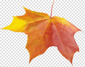 Autumn leaf color Autumn leaf color, autumn transparent background PNG clipart Autumn leaf color Autumn leaf color, autumn transparent background PNG clipart