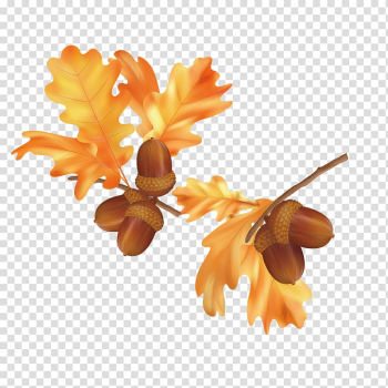 Autumn leaf color Autumn leaf color Euclidean , Fall leaves transparent background PNG clipart