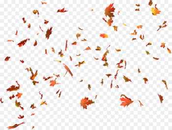 Autumn leaf color Autumn leaf color Maple leaf - autumn leaves 
