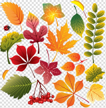 Autumn leaf color Autumn leaf color Maple leaf, Leaf Watercolor transparent background PNG clipart