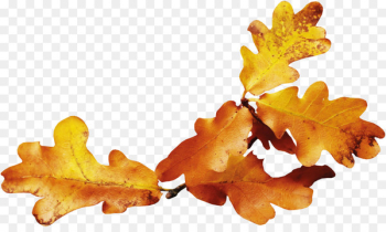 Autumn leaf color Autumn leaf color Yellow - Yellow autumn leaves 