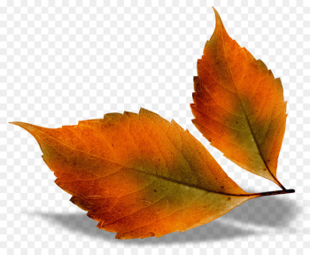 Autumn leaf color - autumn leaves Autumn leaf color - autumn leaves