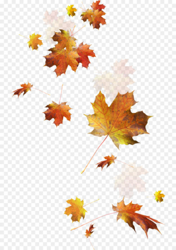 Autumn leaf color - autumn leaves Autumn leaf color - autumn leaves