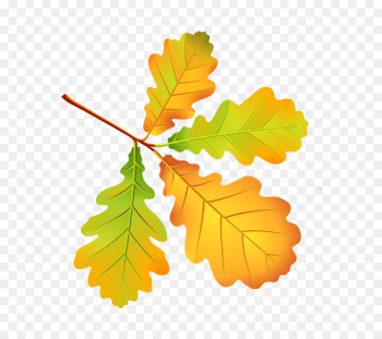 Autumn leaf color Autumn Leaves - Leaf Autumn leaf color Autumn Leaves - Leaf