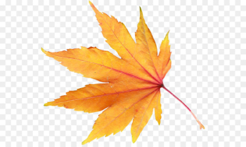 Autumn leaf color - autumn PNG leaf Autumn leaf color - autumn PNG leaf