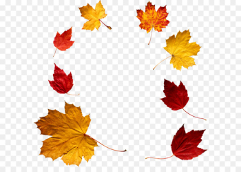 Autumn leaf color - autumn PNG leaf Autumn leaf color - autumn PNG leaf