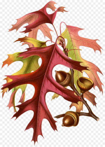 Autumn leaf color Botanical illustration - Leaf 