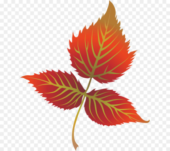 Autumn leaf color Clip art - autumn Autumn leaf color Clip art - autumn