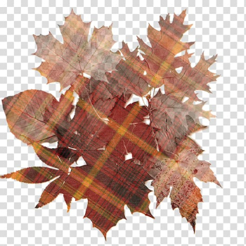 Autumn leaf color Desktop , Autumn Colour transparent background PNG clipart Autumn leaf color Desktop , Autumn Colour transparent background PNG clipart