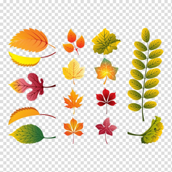 Autumn leaf color Euclidean , autumn leaves transparent background PNG clipart