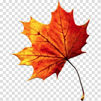 Autumn leaf color, Fall Autumn Leaves transparent background PNG clipart Autumn leaf color, Fall Autumn Leaves transparent background PNG clipart