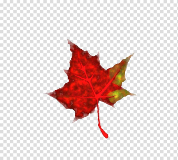 Autumn leaf color , Fall Leaf Cartoon transparent background PNG clipart