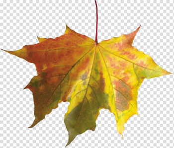 Autumn leaf color , fall transparent background PNG clipart