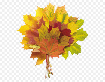 Autumn leaf color Flower bouquet - Autumn Leaves PNG Image Autumn leaf color Flower bouquet - Autumn Leaves PNG Image