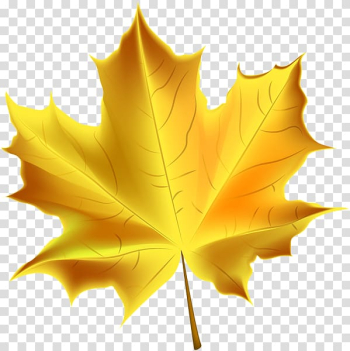 Autumn leaf color , gold leaf transparent background PNG clipart Autumn leaf color , gold leaf transparent background PNG clipart