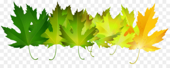 Autumn leaf color Green Autumn leaf color Clip art - autumn leaves 