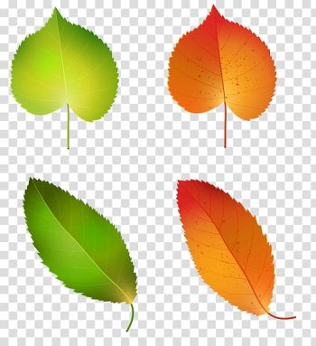 Autumn leaf color Green , fall transparent background PNG clipart