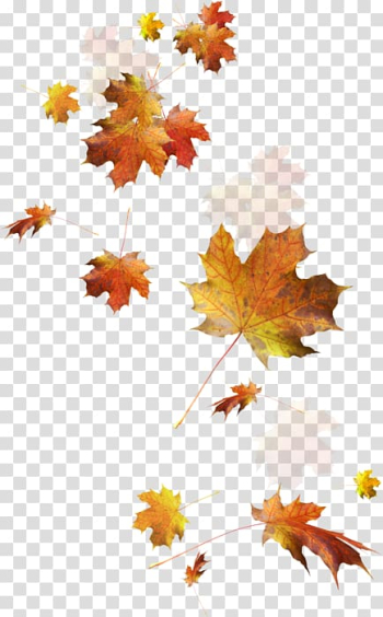 Autumn leaf color , Hirai Momo transparent background PNG clipart Autumn leaf color , Hirai Momo transparent background PNG clipart