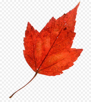 Autumn leaf color Maple leaf - autumn Autumn leaf color Maple leaf - autumn
