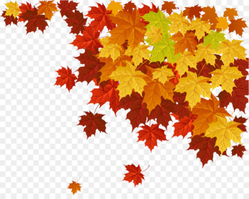 Autumn leaf color Maple leaf - autumn leaves Autumn leaf color Maple leaf - autumn leaves