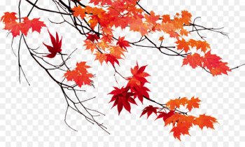 Autumn leaf color Maple leaf - Autumn leaves beautiful maple leaf 