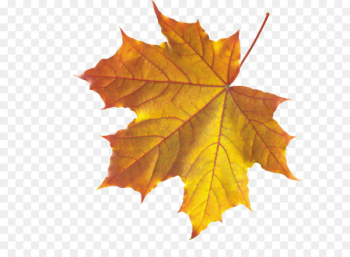 Autumn leaf color Maple leaf - autumn PNG leaf Autumn leaf color Maple leaf - autumn PNG leaf