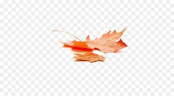 Autumn leaf color Maple leaf - Beautiful autumn leaves Autumn leaf color Maple leaf - Beautiful autumn leaves