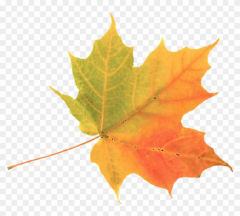 Autumn Leaf Color Maple Leaf Clip Art - Autumn Leaf Color Maple Leaf Clip Art Autumn Leaf Color Maple Leaf Clip Art - Autumn Leaf Color Maple Leaf Clip Art