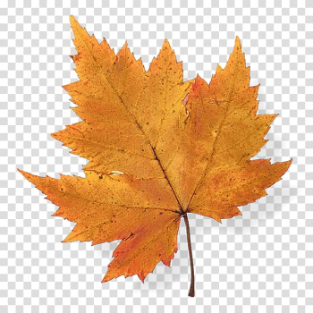Autumn leaf color Maple leaf Japanese maple, Leaf transparent background PNG clipart Autumn leaf color Maple leaf Japanese maple, Leaf transparent background PNG clipart