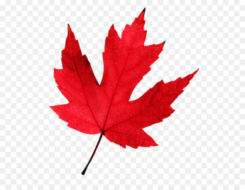 Autumn leaf color Maple leaf Red maple - maple leaf background 