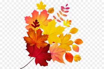 Autumn leaf color Maple leaf Royalty-free - Maple Leaf Autumn leaf color Maple leaf Royalty-free - Maple Leaf