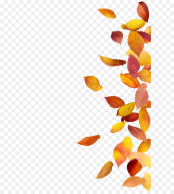 Autumn leaf color Stock photography - Autumn leaves Autumn leaf color Stock photography - Autumn leaves