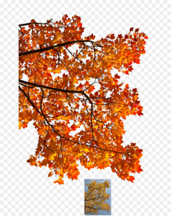 Autumn leaf color Tree Maple Branch - autumn Autumn leaf color Tree Maple Branch - autumn