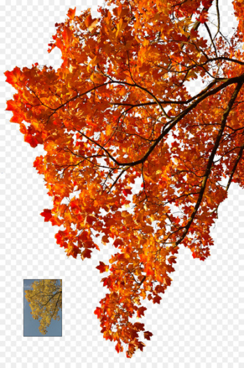 Autumn leaf color Tree - orange tree Autumn leaf color Tree - orange tree