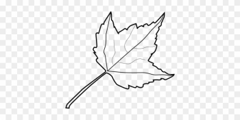 Autumn Leaf Color White Maple Leaf - Leaf Clipart Black And White