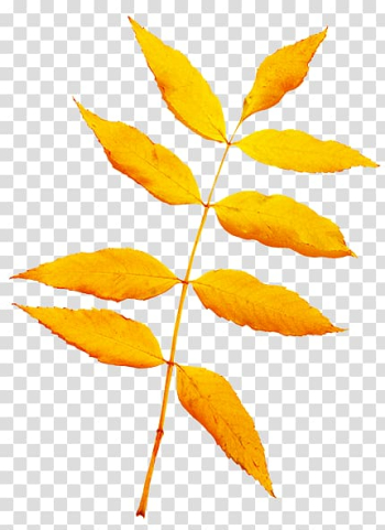 Autumn leaf color Yellow , beautiful autumn trees transparent background PNG clipart Autumn leaf color Yellow , beautiful autumn trees transparent background PNG clipart