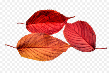 Autumn leaf color - young leaves Autumn leaf color - young leaves