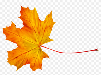 Autumn Leaf Photography Clip Art - Autumn Leaf Photography Clip Art Autumn Leaf Photography Clip Art - Autumn Leaf Photography Clip Art