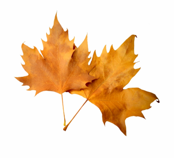 Autumn Leaf Png Image - Fall Leaves Transparent Background ...