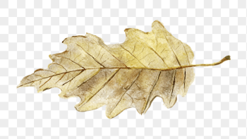 Autumn leaf png sticker, | Free PNG - rawpixel Autumn leaf png sticker, | Free PNG - rawpixel