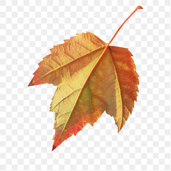 Autumn leaf  png sticker, | Free PNG - rawpixel