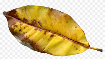 Autumn Leaf Png Transparent Image - Autumn Leaf Color