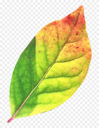 Autumn Leaf Png Transparent Image - Leaf Png