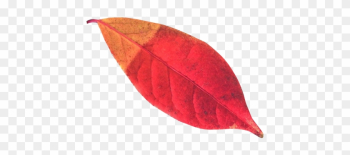 Autumn Leaf Png Transparent Image - Png Leaf Autumn