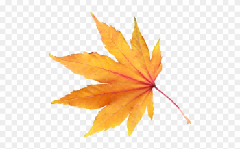 Autumn Leaf - Spring Leaf Png