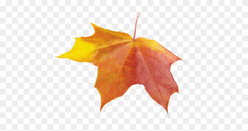 Autumn Leaf - Transparent Autumn Leaf Autumn Leaf - Transparent Autumn Leaf