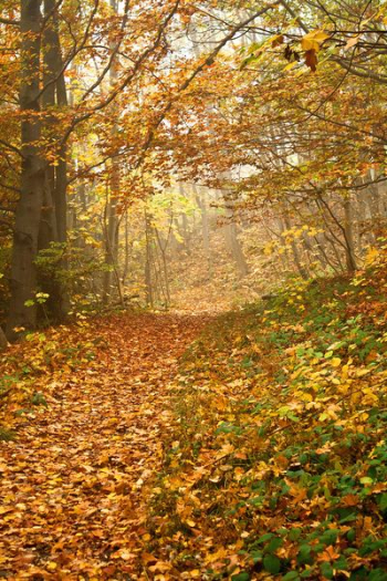 autumn leafed trees autumn leafed trees