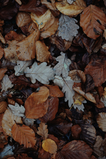 Autumn Leaves Autumn Leaves