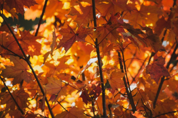 Autumn Leaves Autumn Leaves