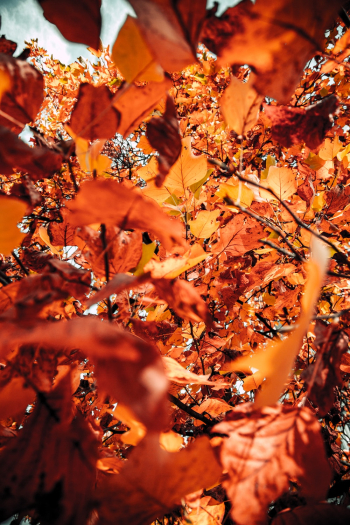 Autumn Leaves Autumn Leaves